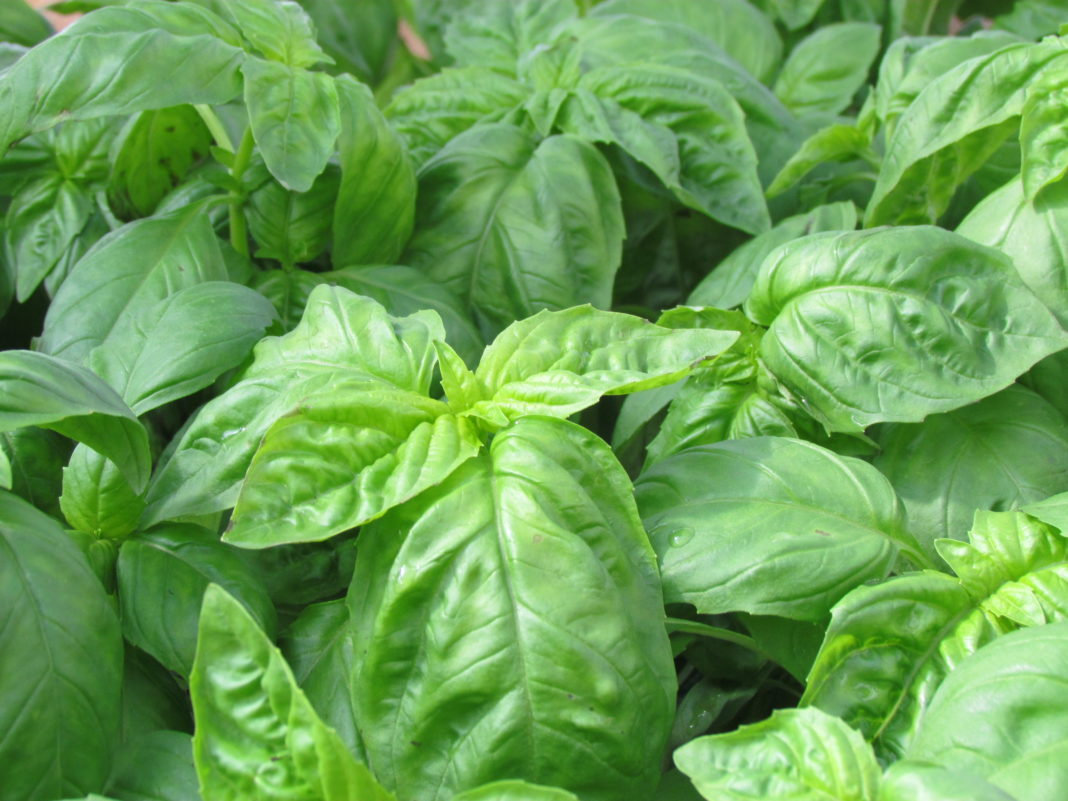 albahaca