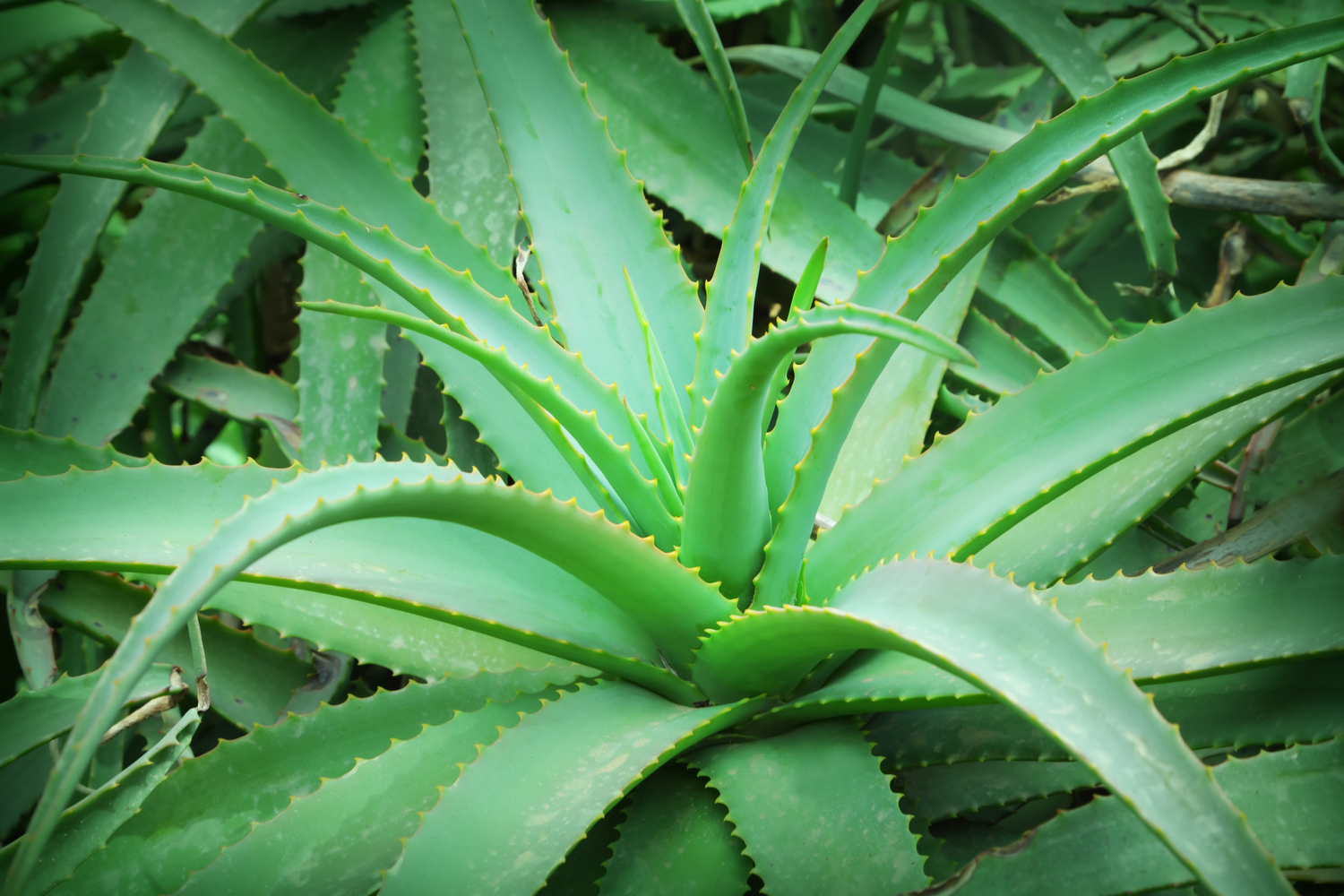 aloe