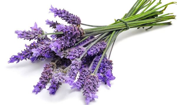 lavanda