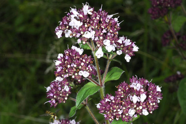 oregano