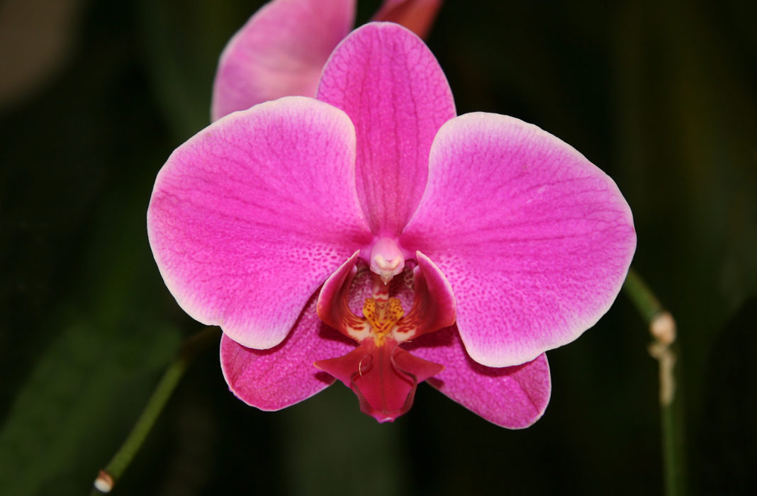 orquidea