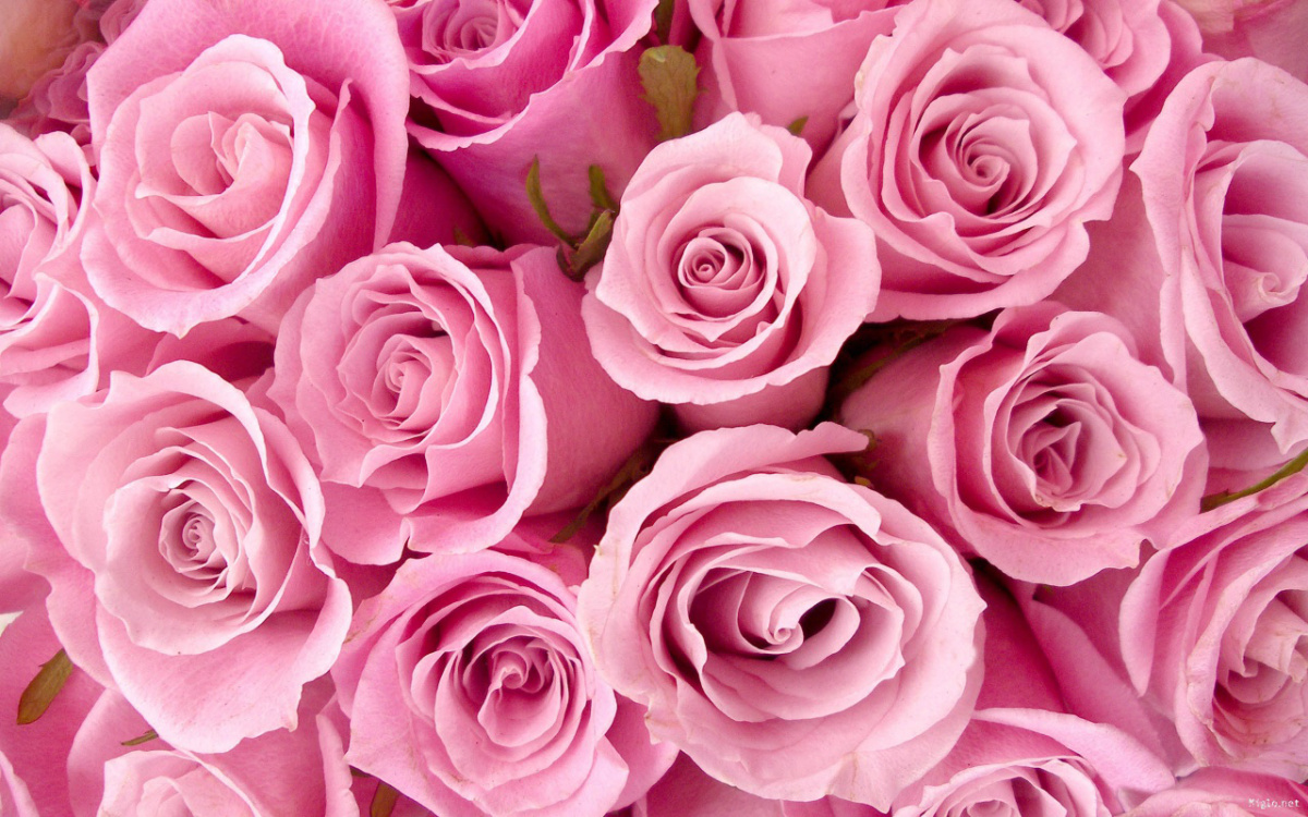 rosa