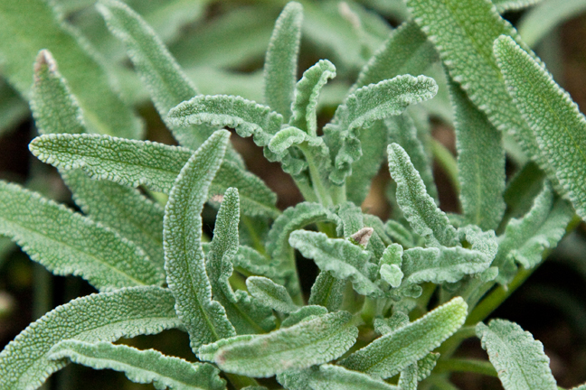 salvia